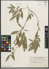 Foto von Salix pycnostachya Andersson